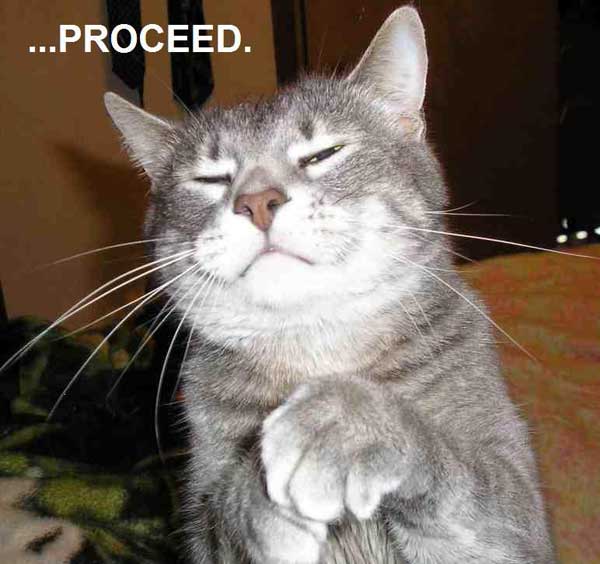 cat proceed.jpg