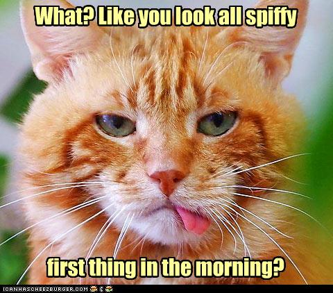 funny-pictures-cat-looks-bad-in-morning.jpg